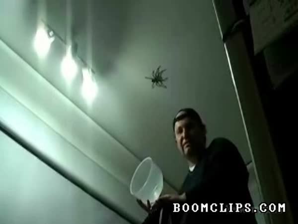 Jak chytit velkého pavouka