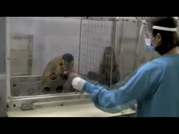 Zábavný experiment s opicemi