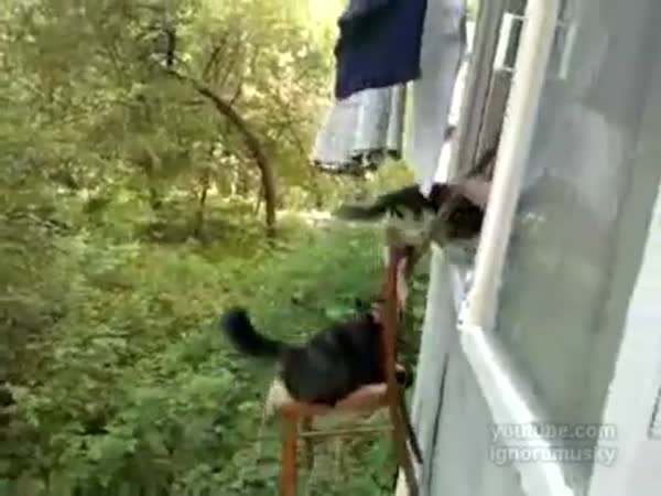 Výtah pro kočky