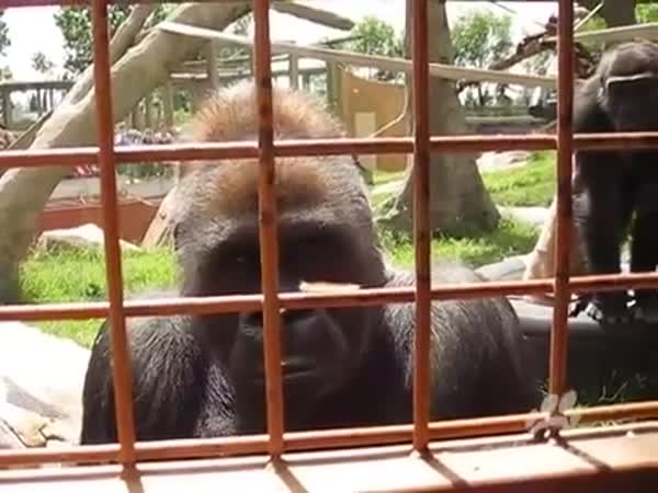 Gorilí fascinace housenkou