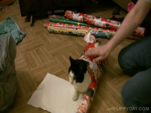 Jak zabalit kočku k Vánocům