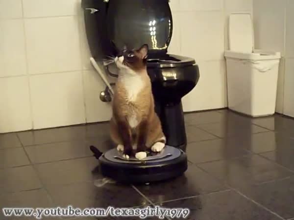Kočka používá iRobota uklízeče