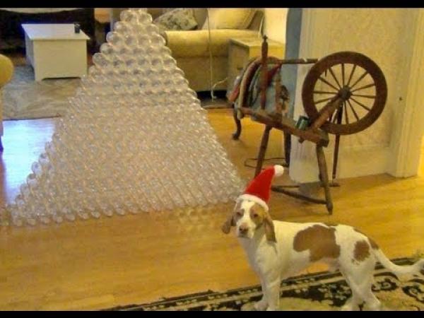 Pes vs. PET láhve