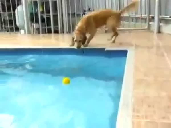 Štěně loví míček