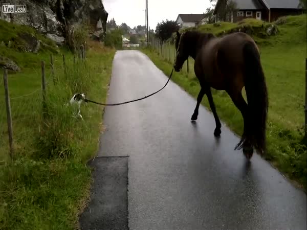 Pes venčí koně