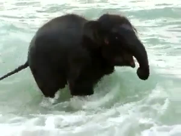 Nejšťastnější sloník na světě