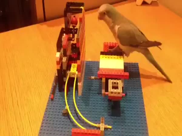 Velmi chytrý papoušek