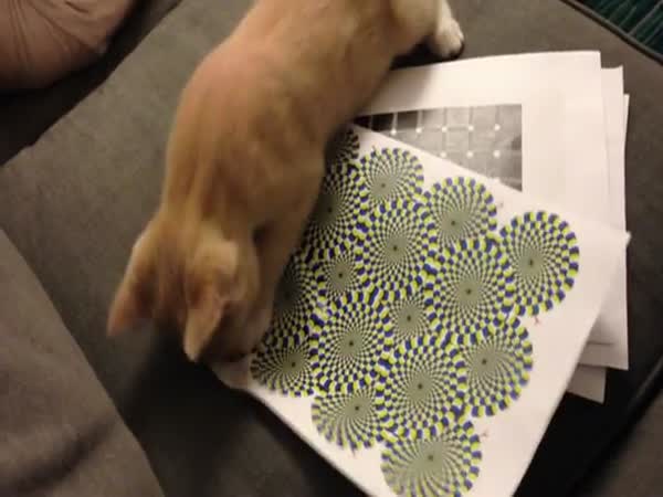 Kočka vs. optická iluze