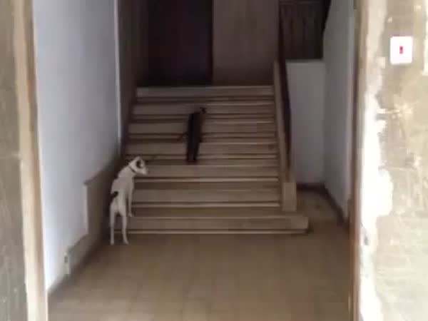 Kočka vede psa domů