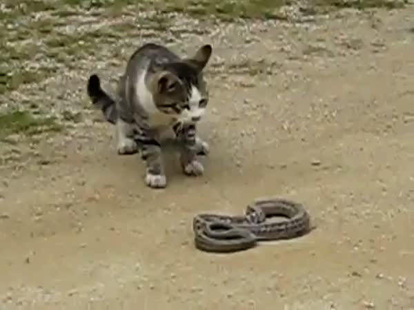 Kočka vs. had