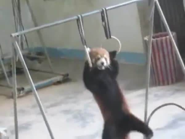 Červená panda posiluje