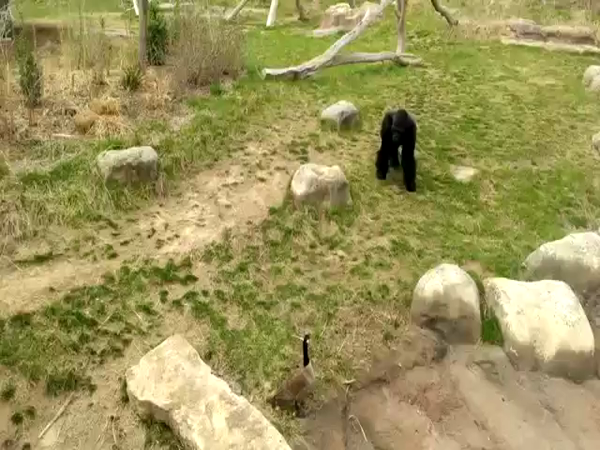 Gorila vs. husa