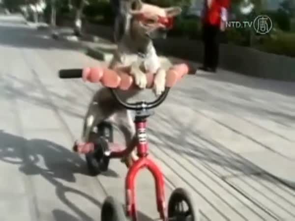 Zvířátka na kolech