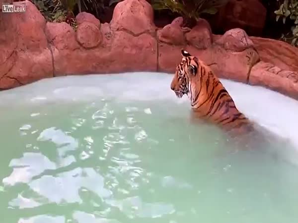 Tygří koupel