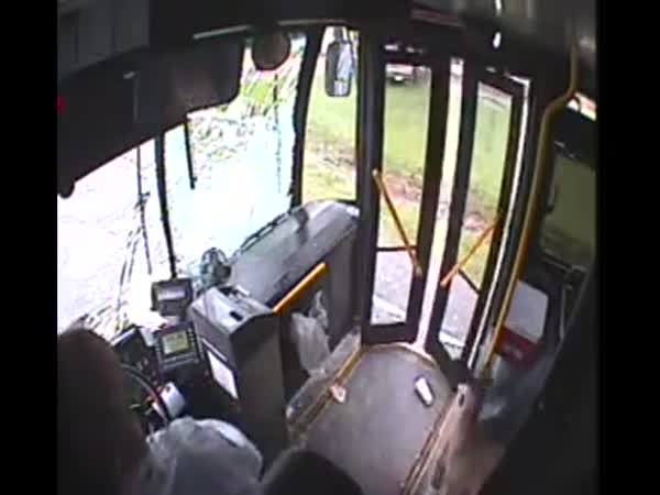 Autobus vs srnka