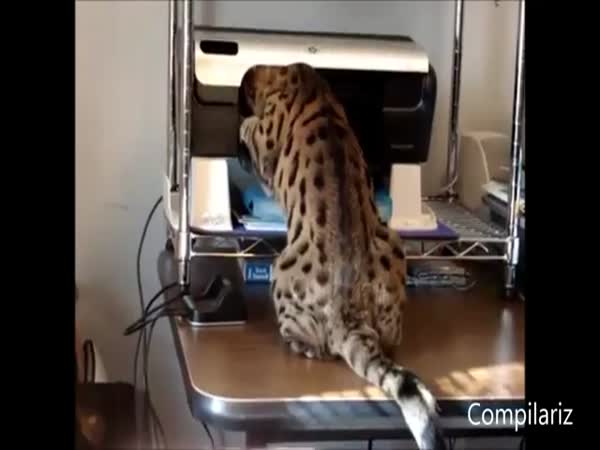 Kočičky vs. tiskárny