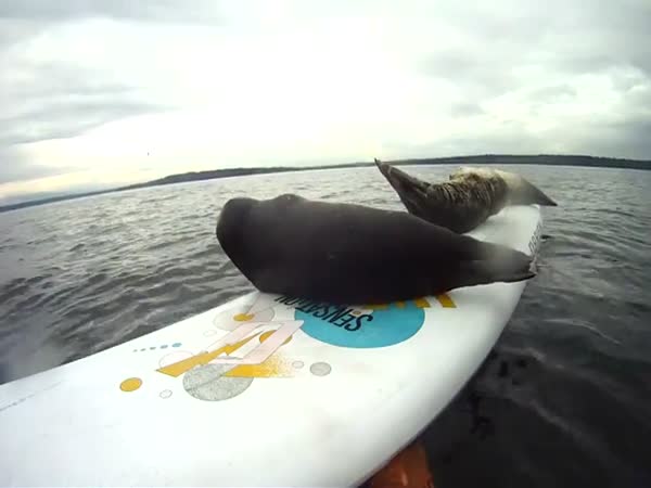 Tuleni se snaží dostat na surf