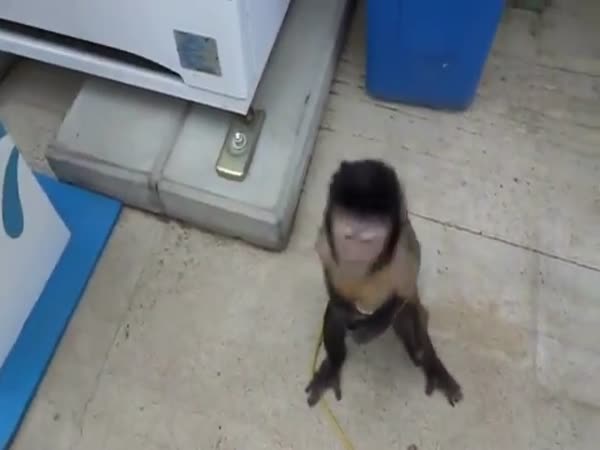 Opička vs. nápojový automat