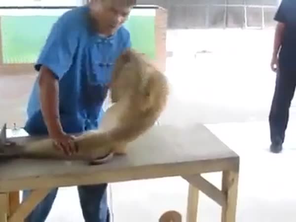 Cvičící opice