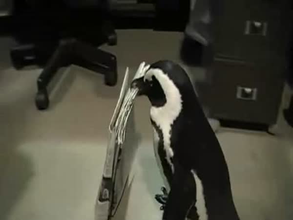 Tučňák nosí noviny