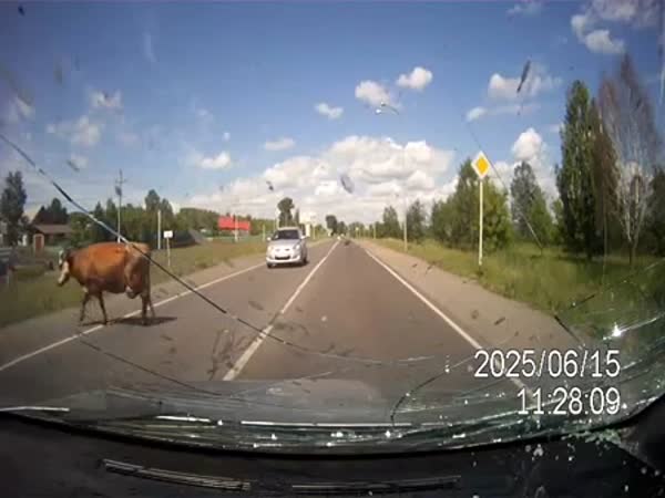 Kráva, býk a auto