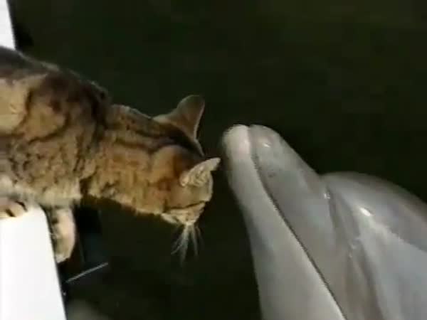 Nebojácná kočička a delfín