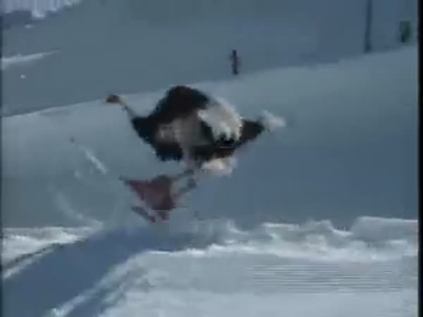 Pštros na lyžích