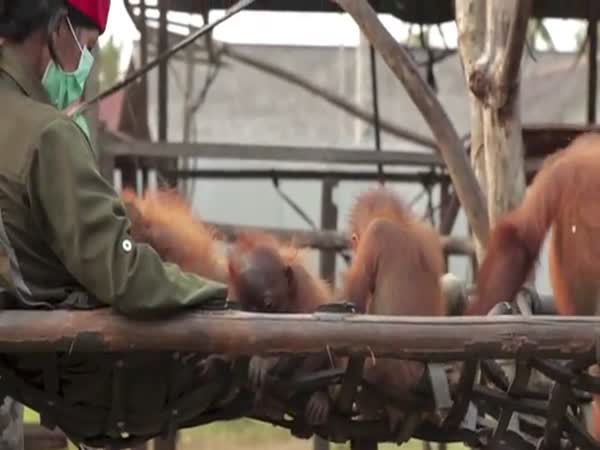 Orangutaní mimino
