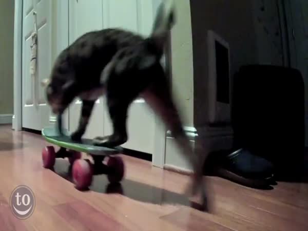Zvířátka jezdí na skateboardu