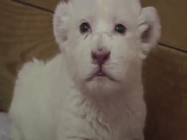 Roztomilé mládě bílého lva se snaží řvát