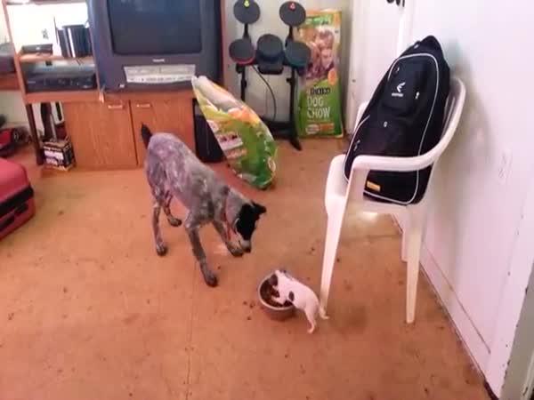Malý pes versus velký pes