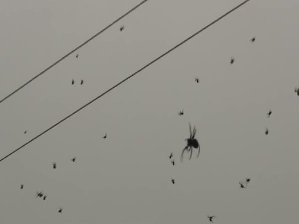 Příšerná invaze pavouků