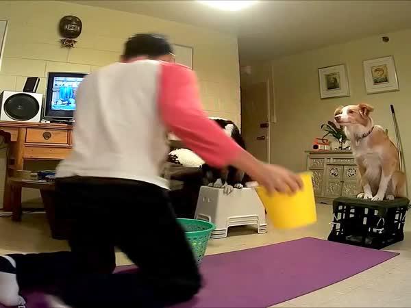 Když si hraje vycvičený pes
