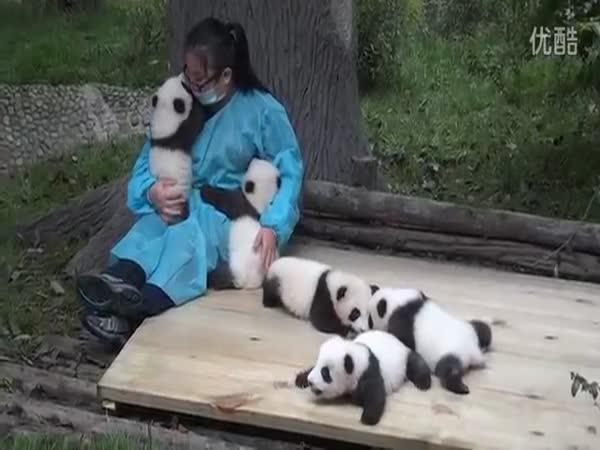Opravdová práce - objímání pandích mláďat
