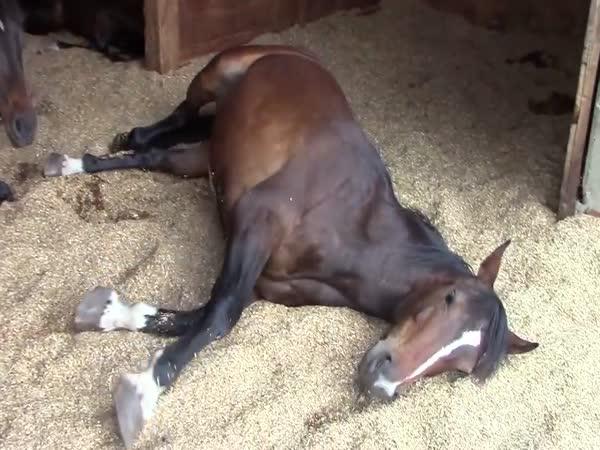 Odpočívající koně