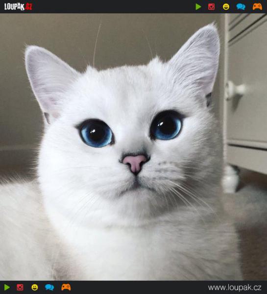 GALERIE - Kočička s nejhezčíma očima 