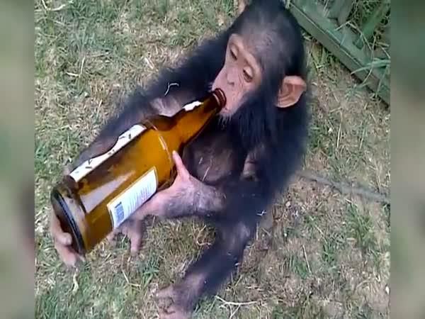 Opilý šimpanz