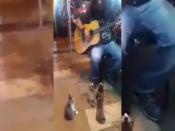 Koťátka milující hudbu