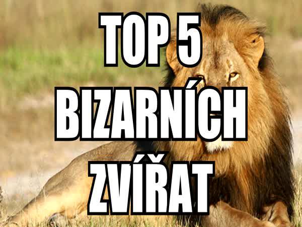 TOP 5 - Bizarní zvířata
