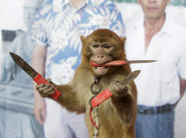 GALERIE - Ozbrojená opice a photoshop