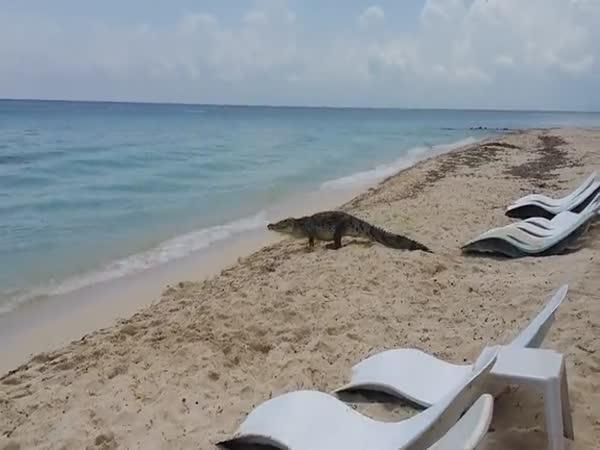 Krokodýl na pláži v Mexiku
