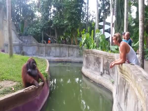 Orangutan co smlouvá