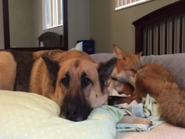 Liška a pes - domácí mazlíčci