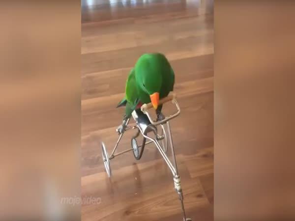 Papoušek jezdí na kole