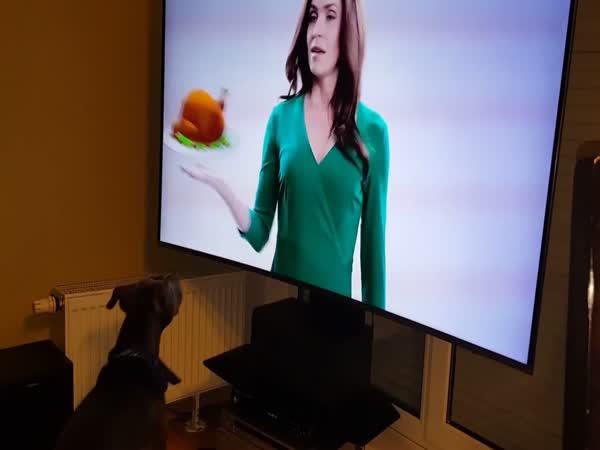 Pes si myslí, že televize je okno