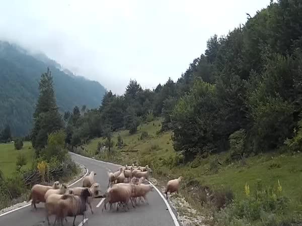Pastýřka napadena vlastní ovcí