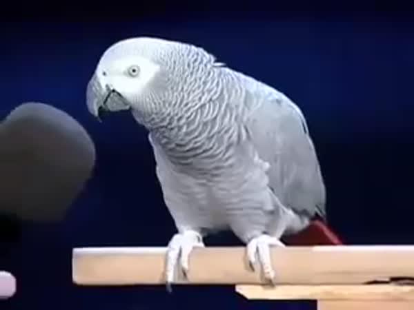     Papoušek Einstein     