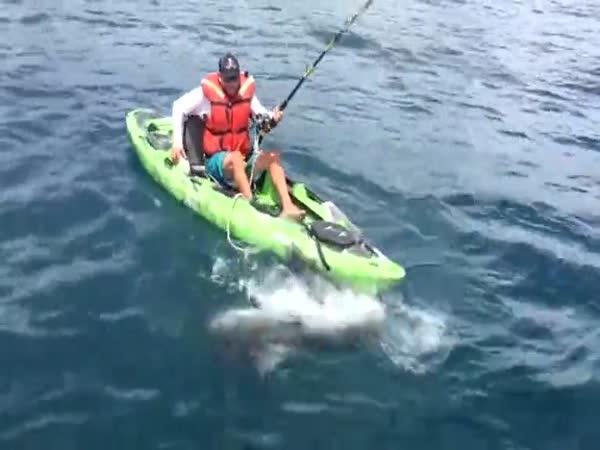 Chytání žraloka z kajaku