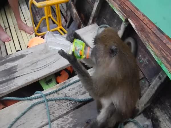 Turisty navštívila opilá opice (Thajsko)