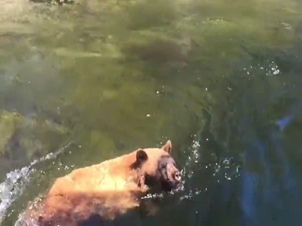 Medvěda unesl proud vody
